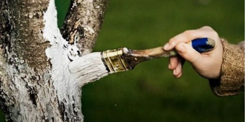 Zašto krečiti drveće i ima li to smisla